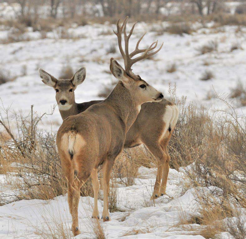 hunt-mule-deer