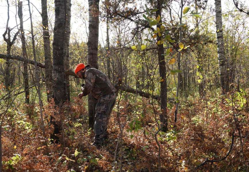 4 Best Tips for Stalking Deer with a Bow NADH