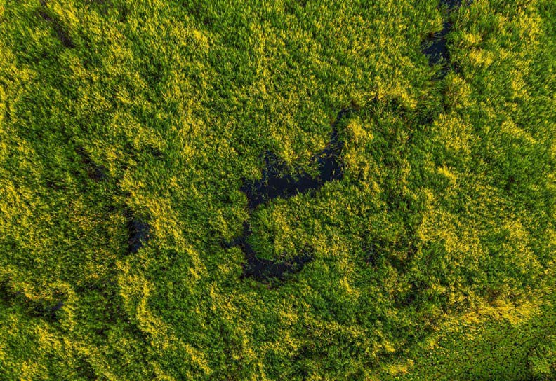 top-view-forest