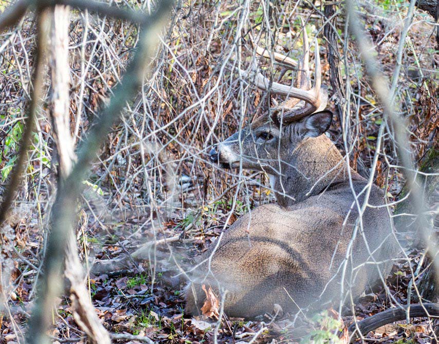 Whitetail-Bed