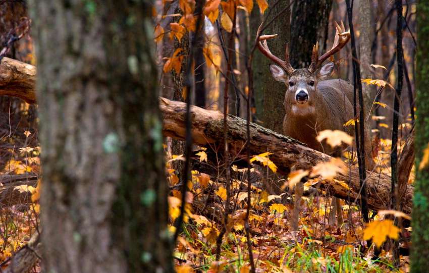 nocturnal-bucks