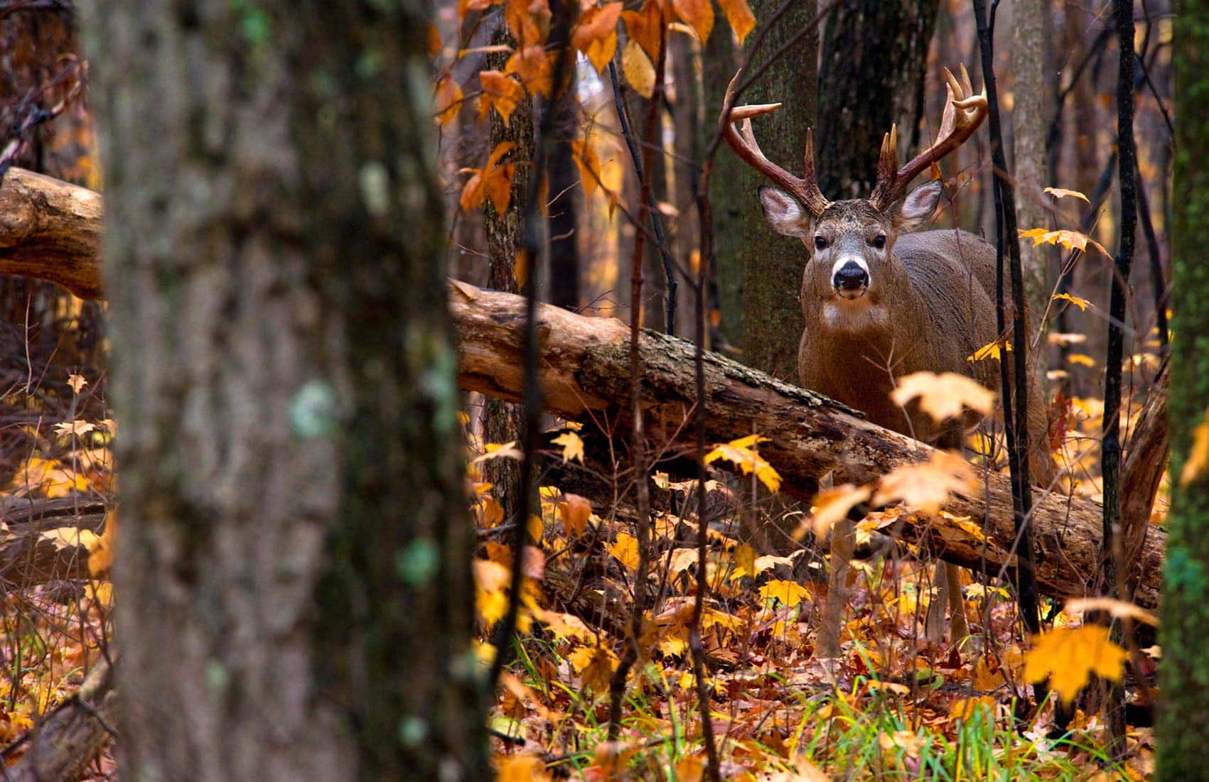 7 Steps For Late-Season Whitetails - North American Whitetail