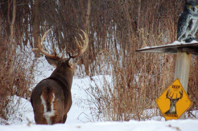 whitetail-hunting