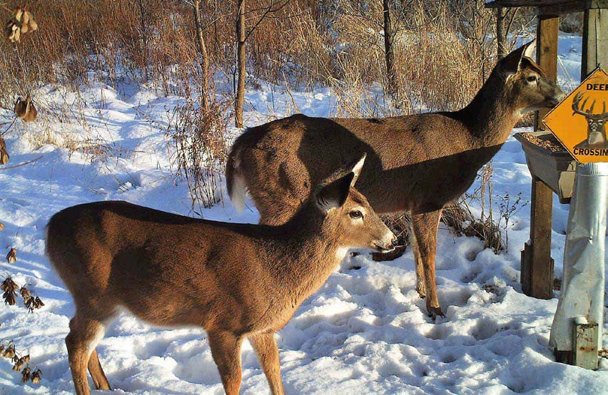 backyard-feeding