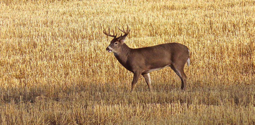 whitetails