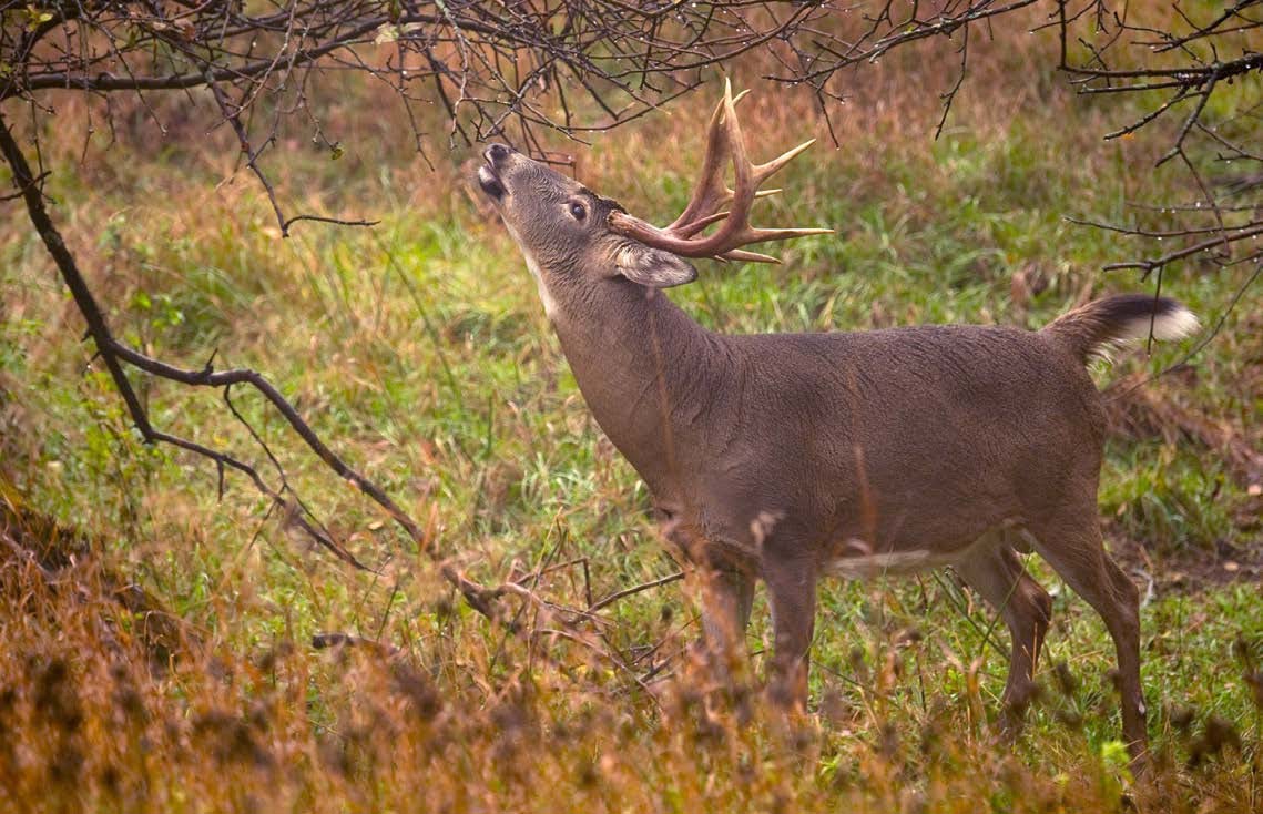 mature-bucks