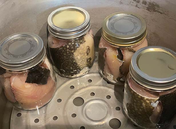 sealed jars of trout set in canner