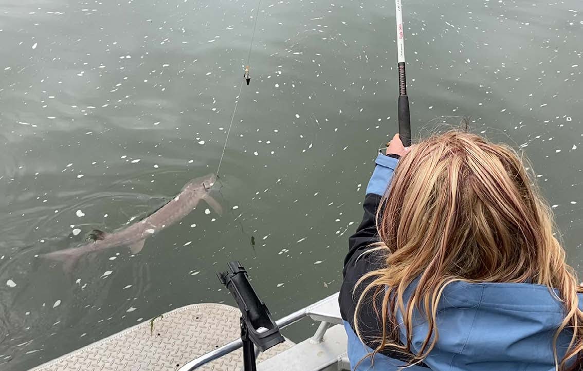 Angler reeling in a lake sturgeon