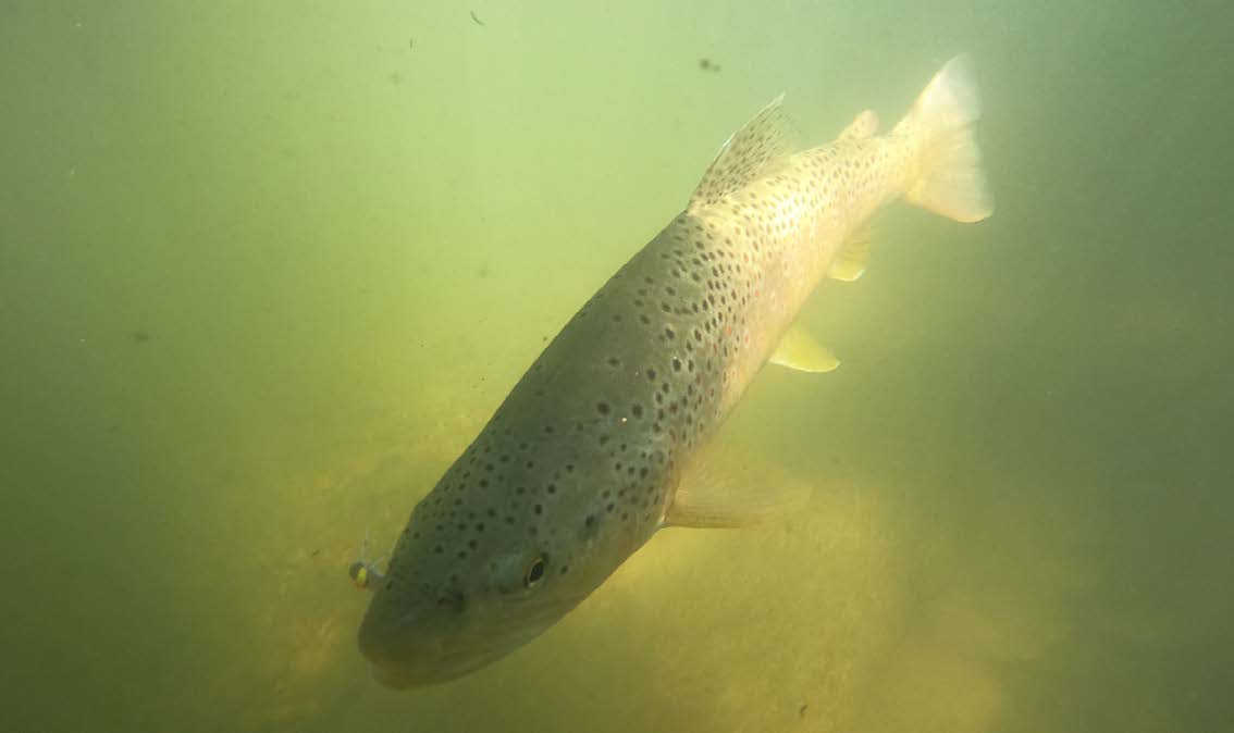 brown trout