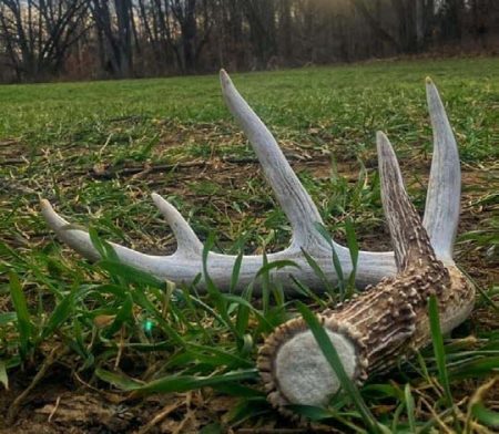 may-2022-why-mineral-site-1 - North American Deer Hunter spring deer antler shed