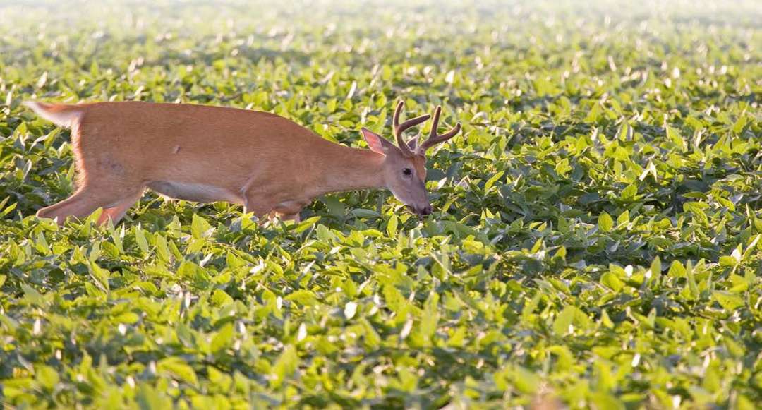 The Best Deer Food Plot Seed North American Deer Hunter