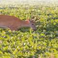 Deer Food Plot Seed: What To Consider