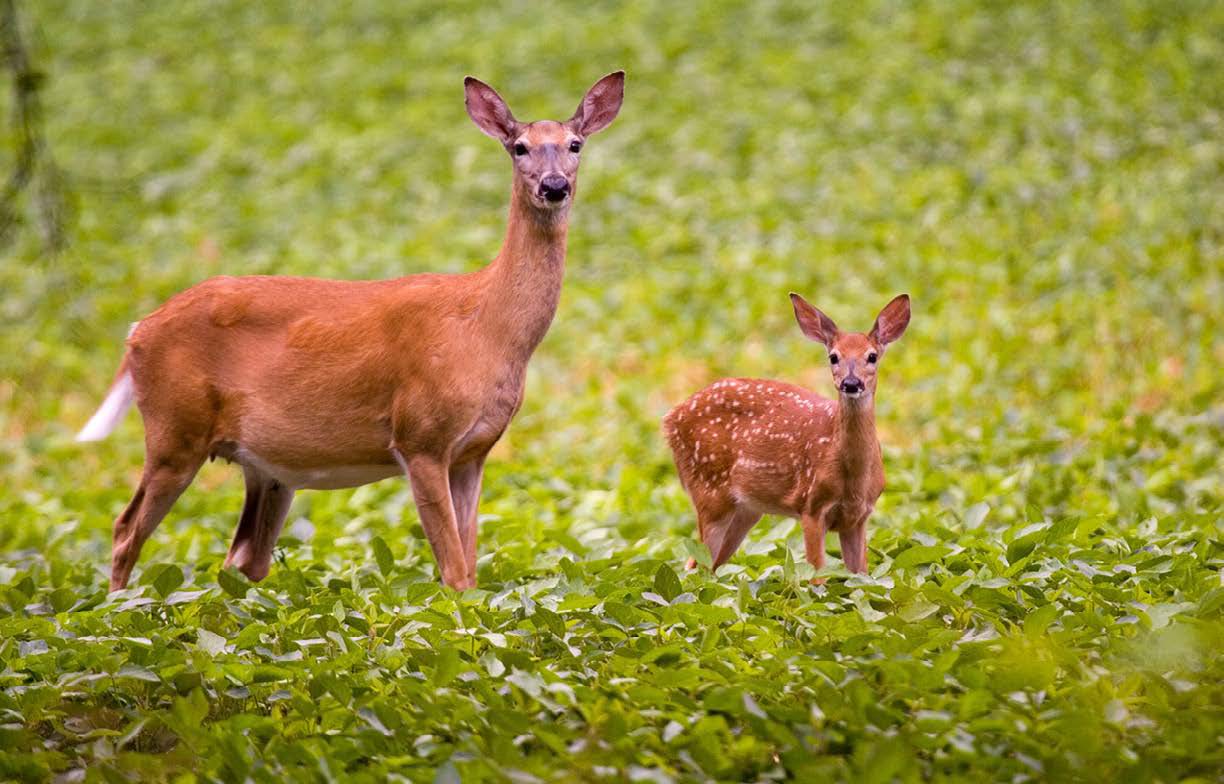 The Best Deer Food Plot Seed North American Deer Hunter