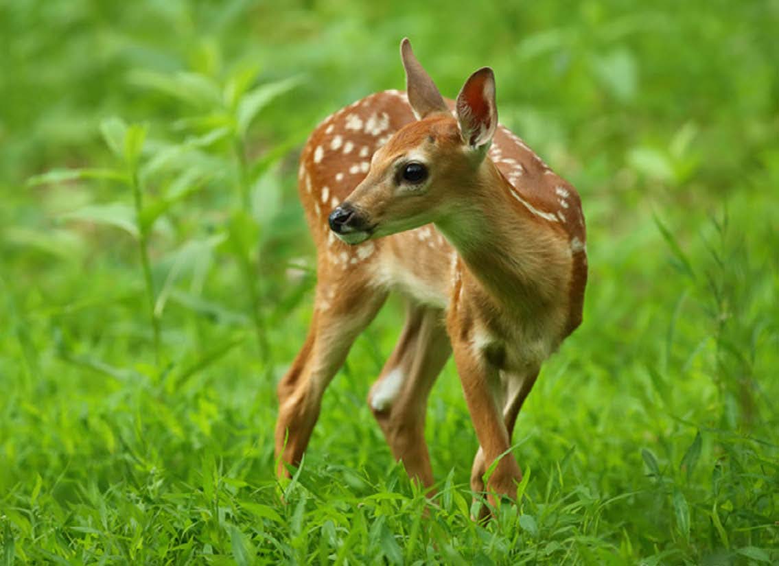 The Best Deer Food Plot Seed