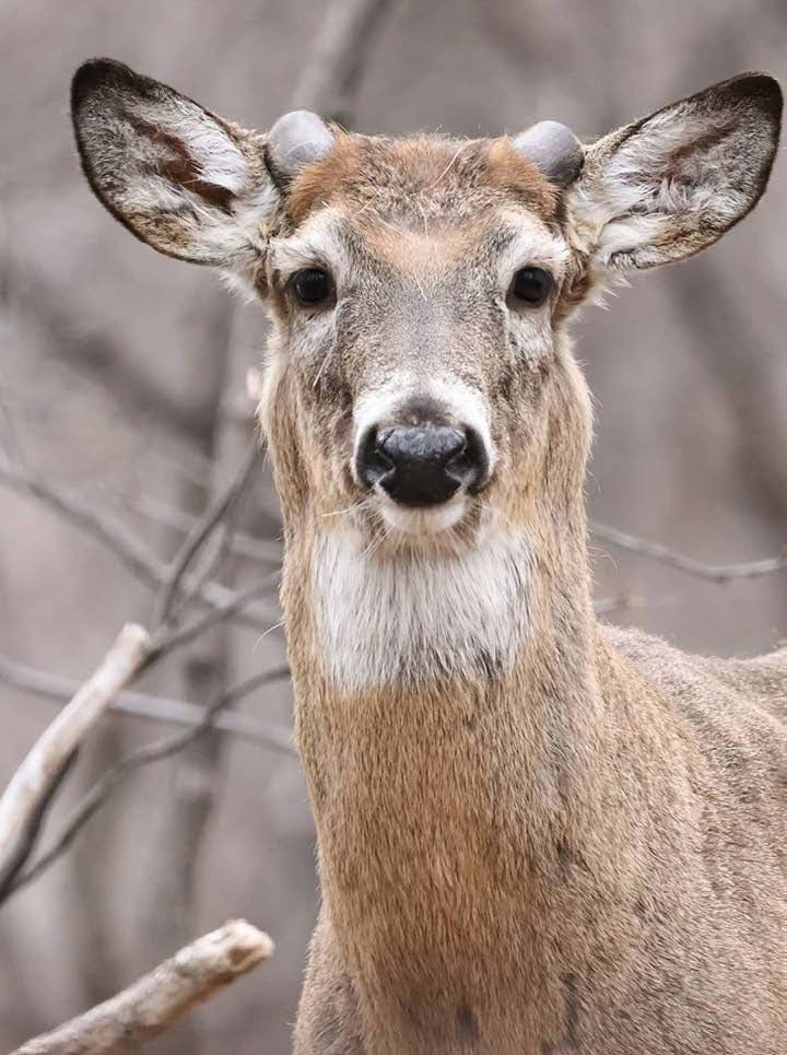 The Best Deer Food Plot Seed