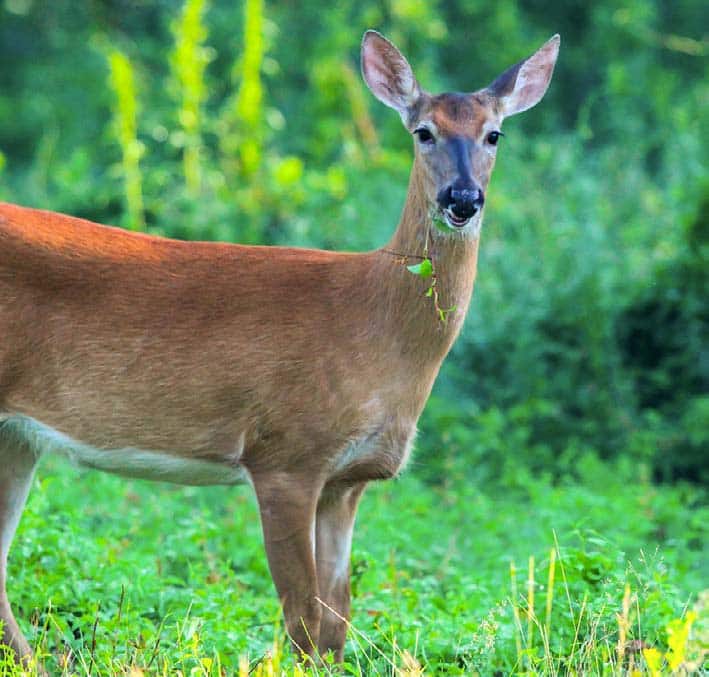 The Best Deer Food Plot Seed