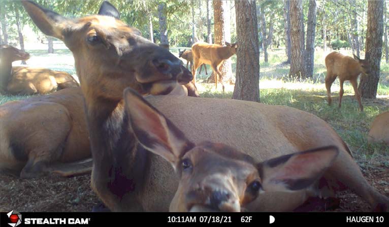 hunting-elk