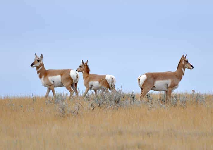 antelope