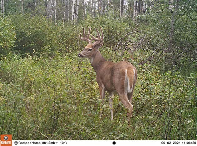 velvet-antlered buck