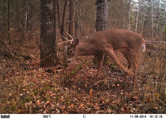 Whitetail-rut