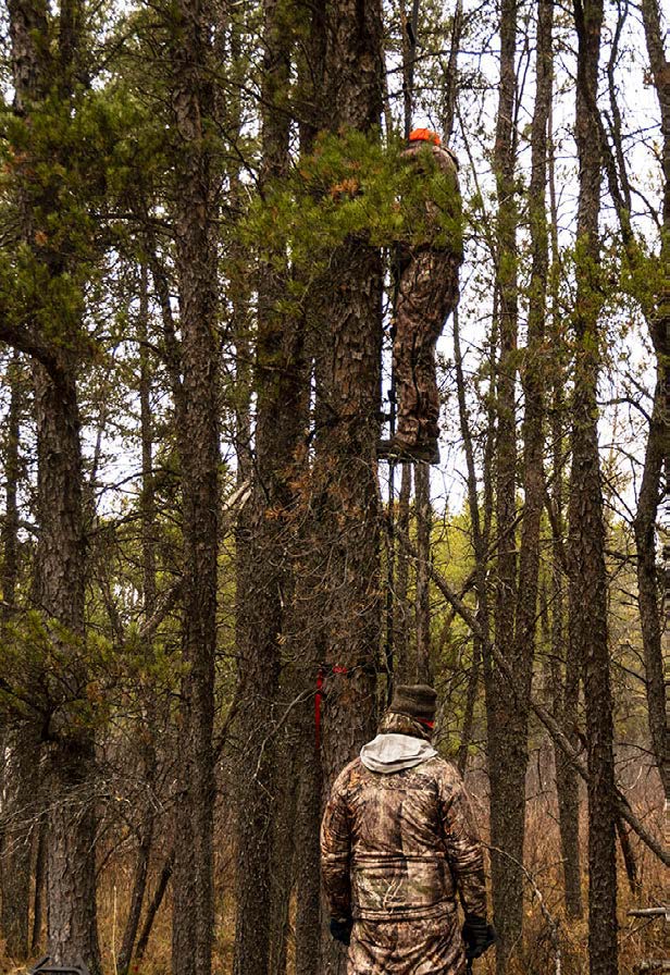 treestand