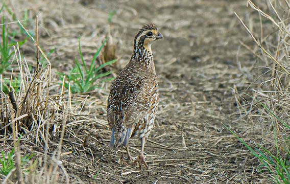 quail