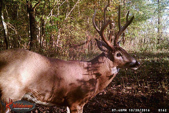 trail-camera