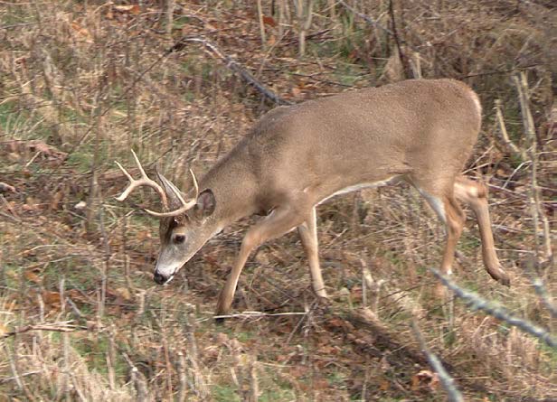 bucks