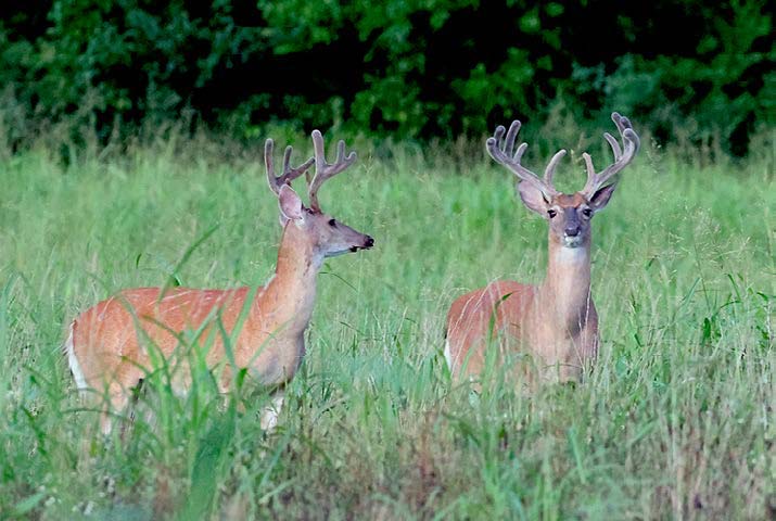 2-mature-bucks