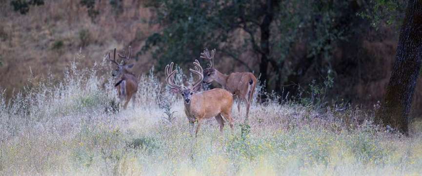 Best Weather for Deer Hunting Like a Pro