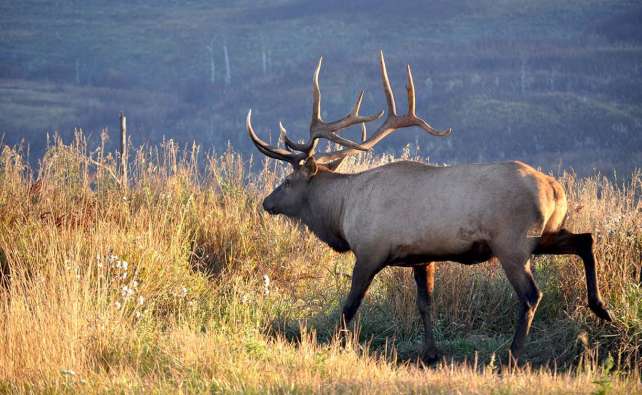 elk