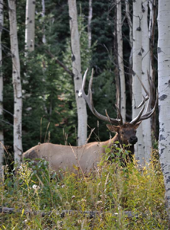 elk