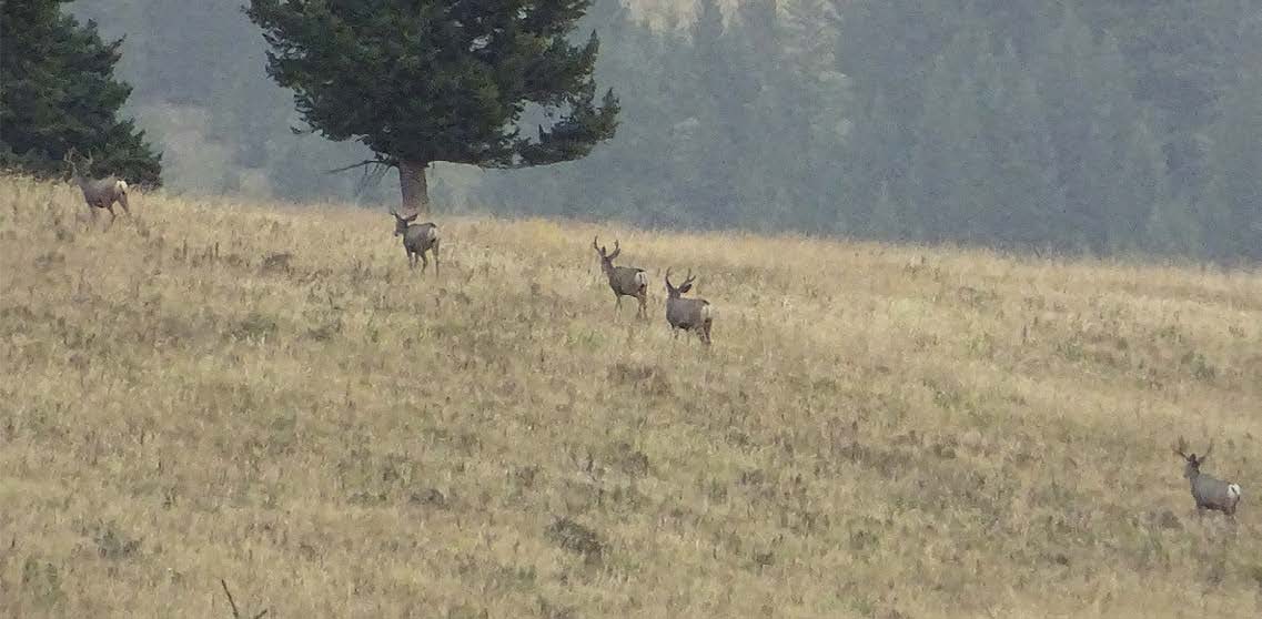 mule-deer