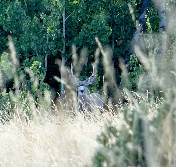 mule-deer