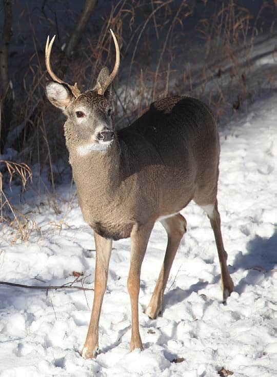 One-Mile Meal - North American Deer Hunter