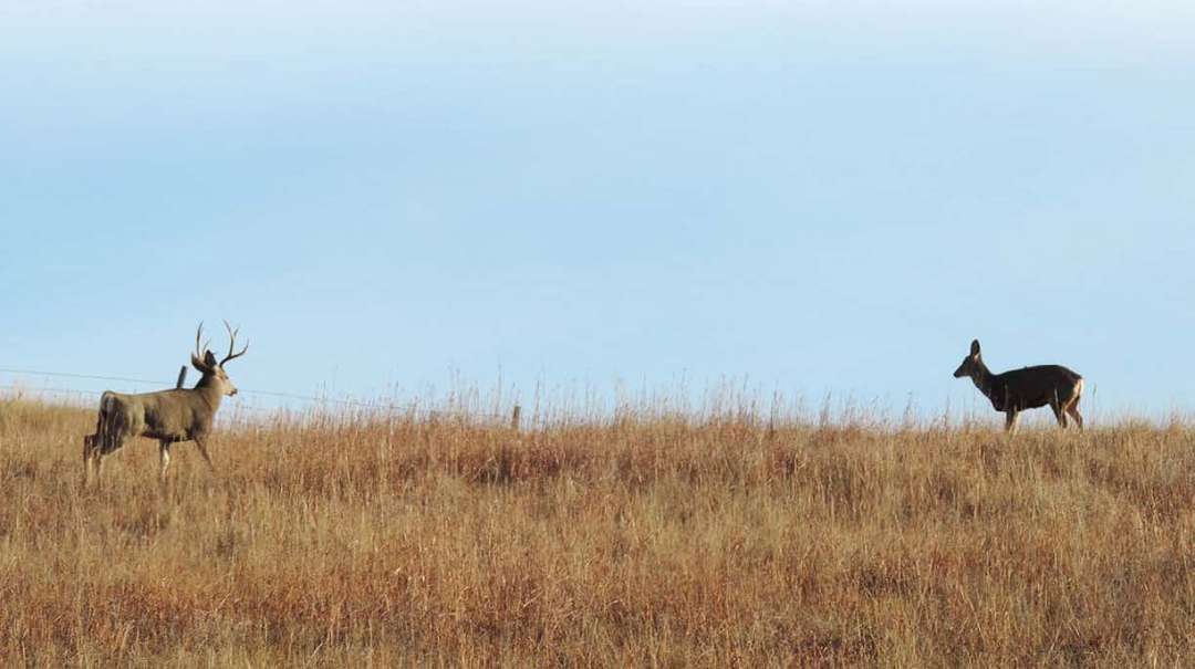 Aggressive Archery Tactics for Rutting Mule Deer North American Deer