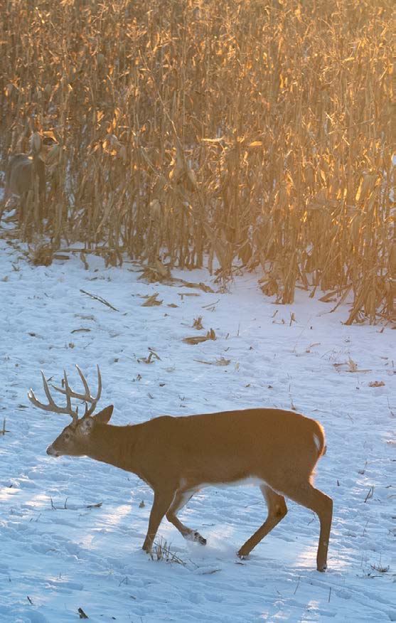 whitetail