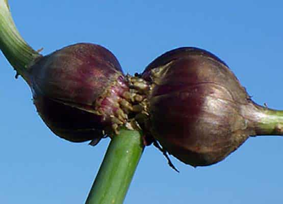 onion