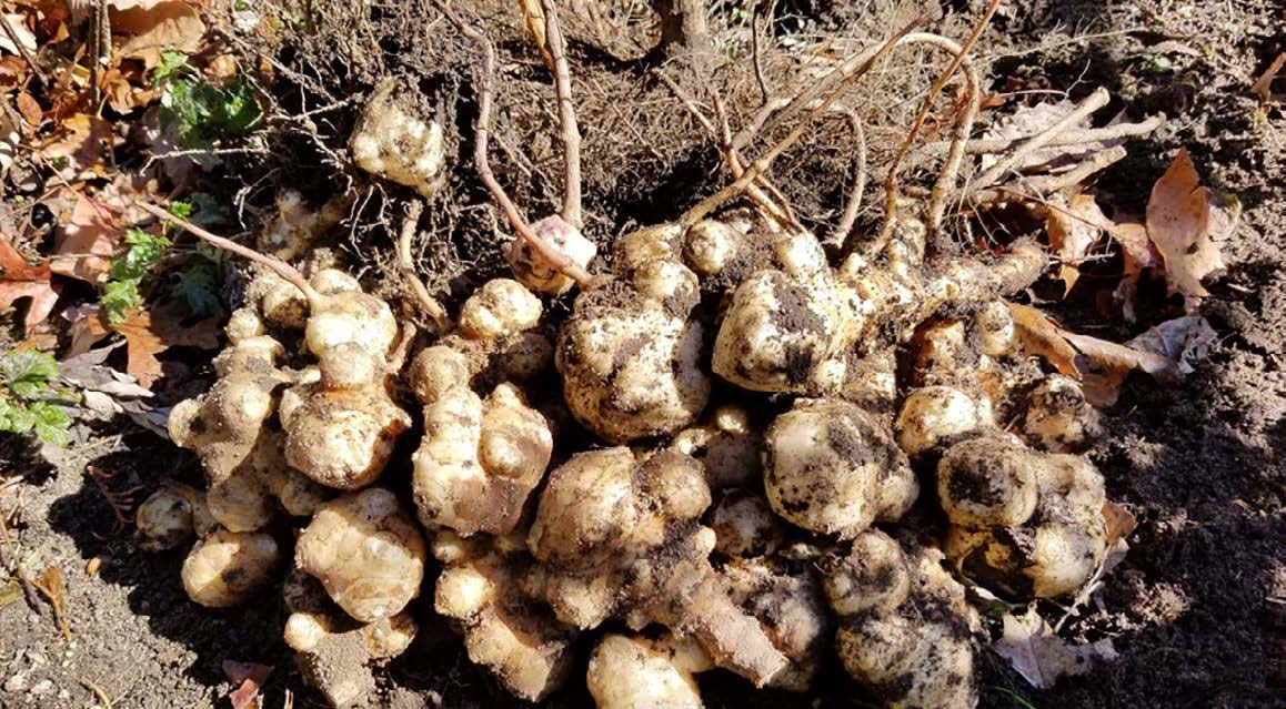 artichokes