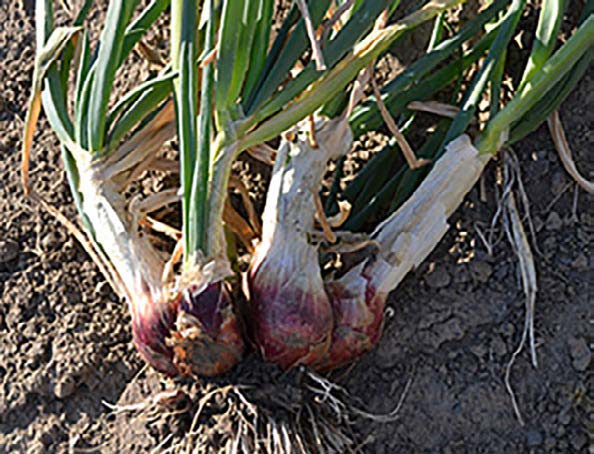 onion-bulbs