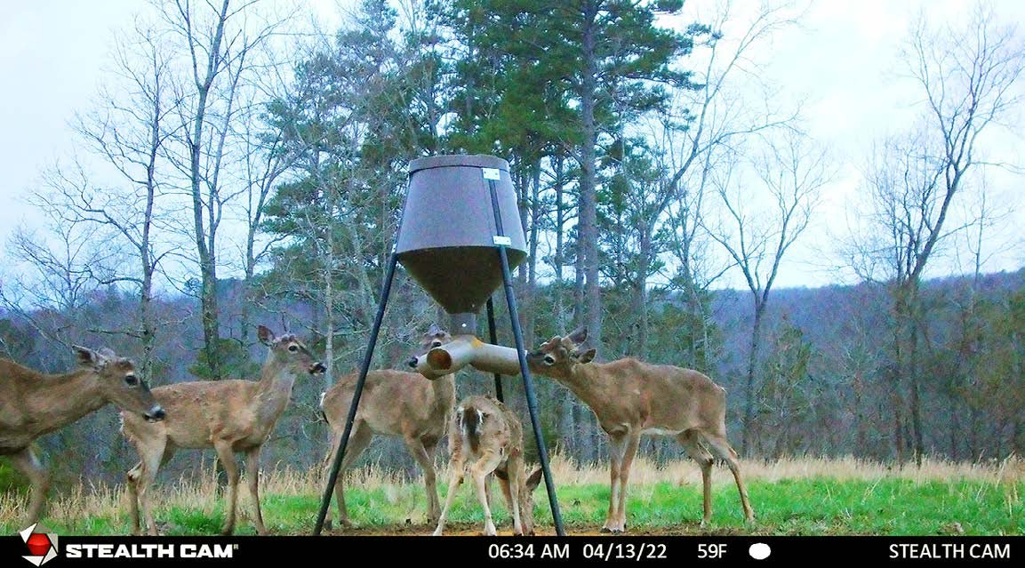 bucks