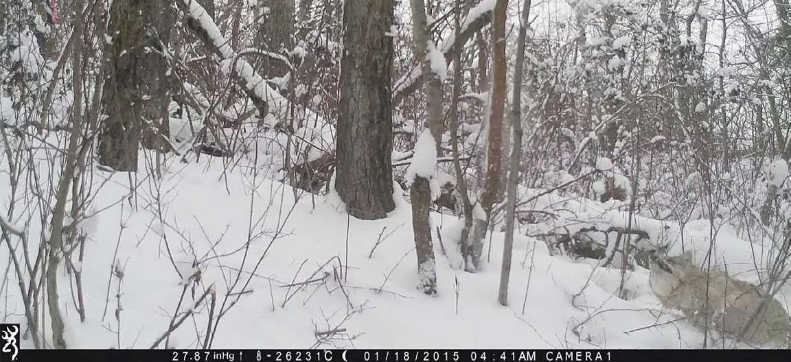 NASD - Proper Use of Snares for Capturing Furbearers