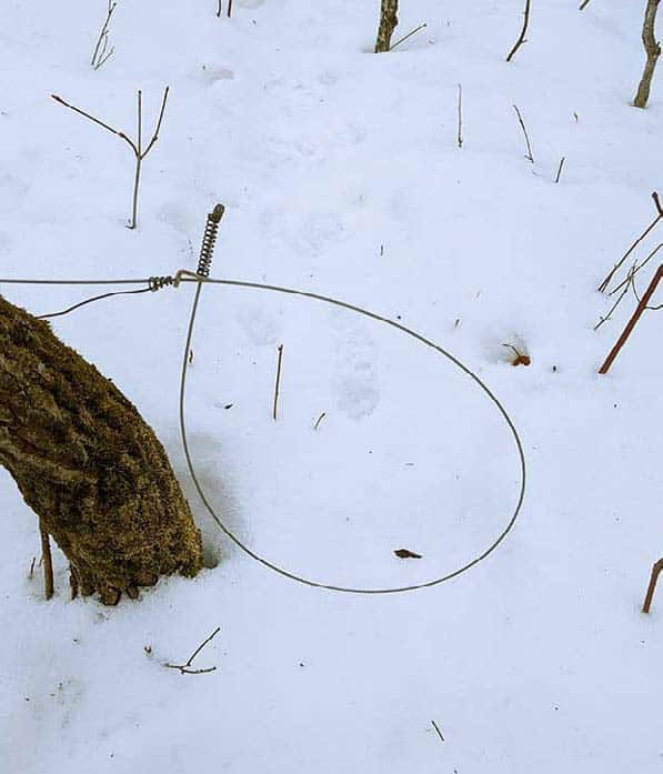 Nuisance Wildlife Control - Basic Snaring 101