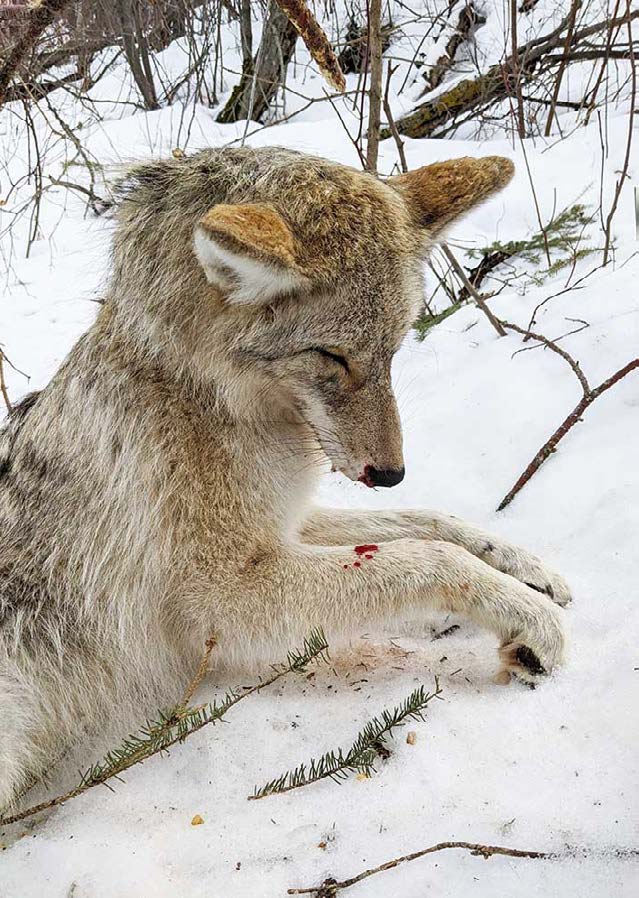 coyote snares with deer stops - The Snare Shop