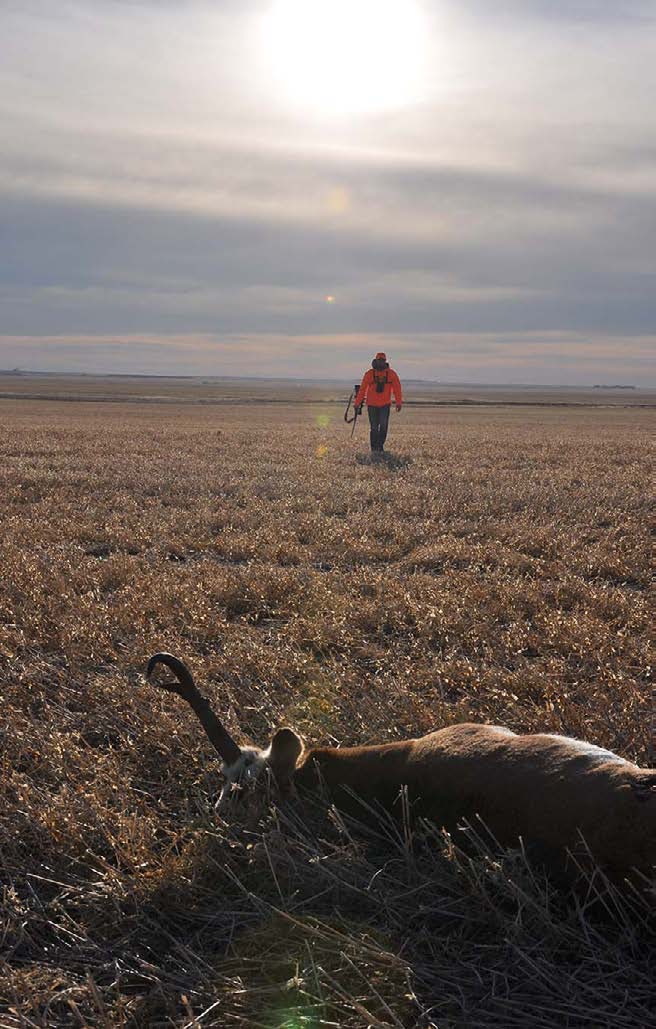 pronghorn