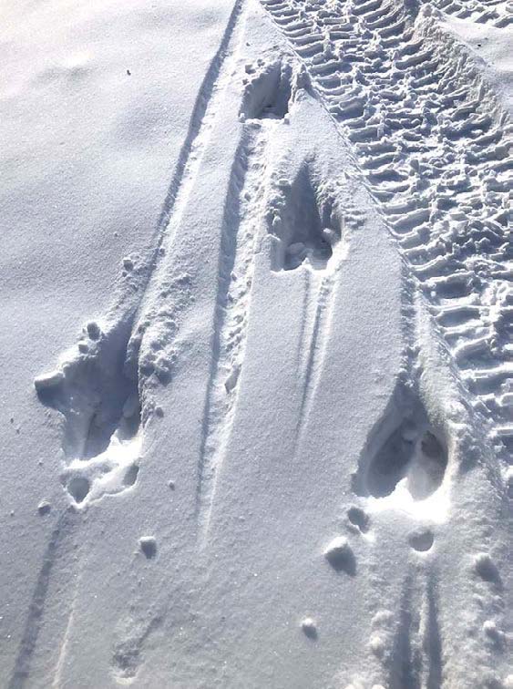 tracks