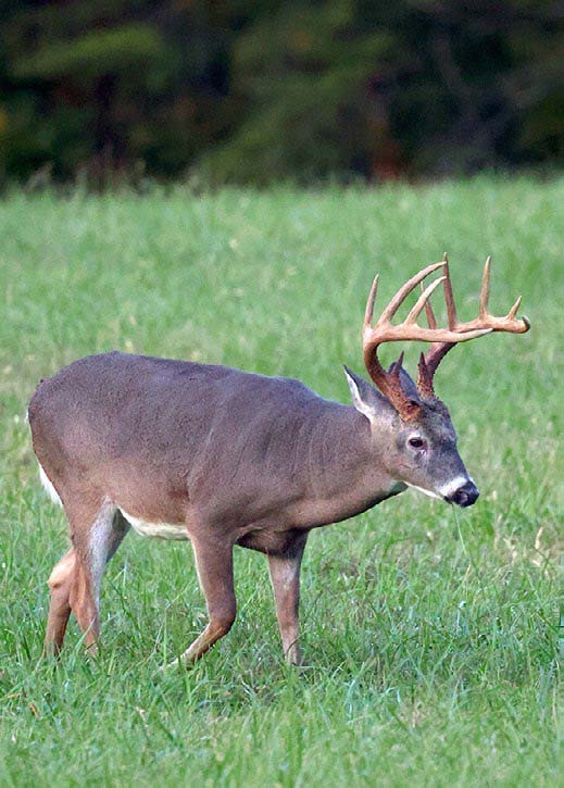 whitetail