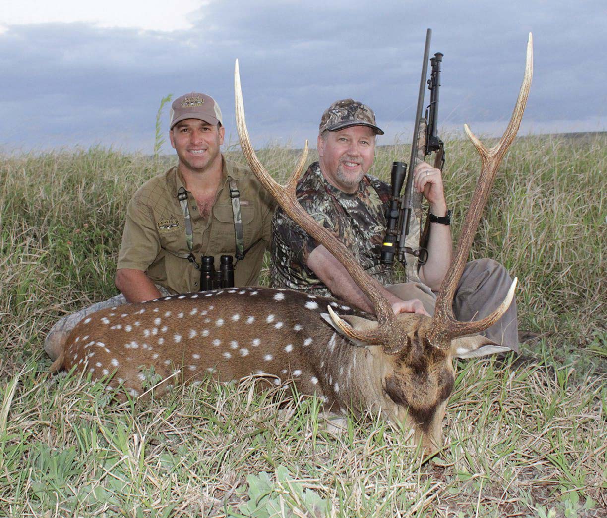 Axis Deer Of Hawaii - North American Deer Hunter