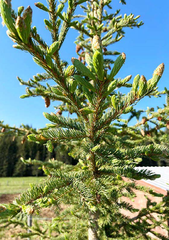 Spruce tips