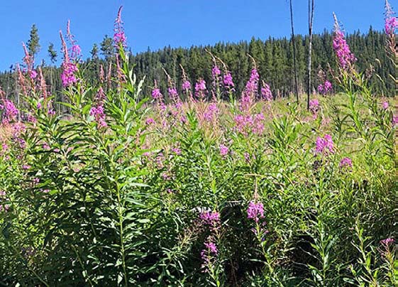 fireweed